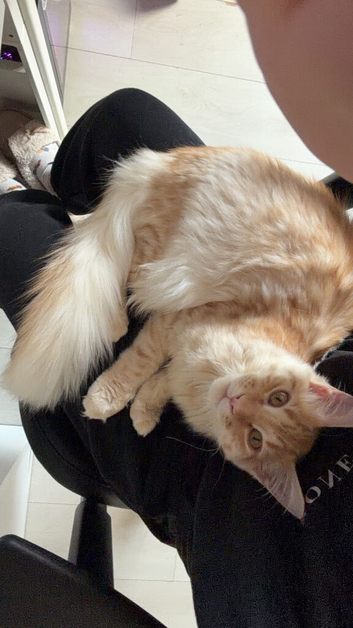 Mainecoon Boy