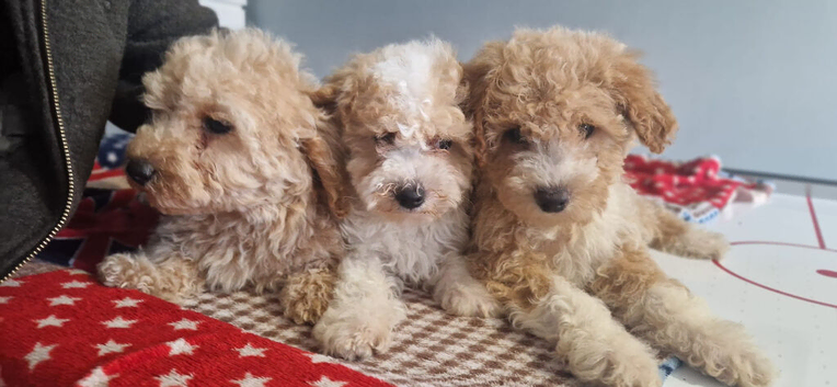 Apricot Miniature Poochon Boys