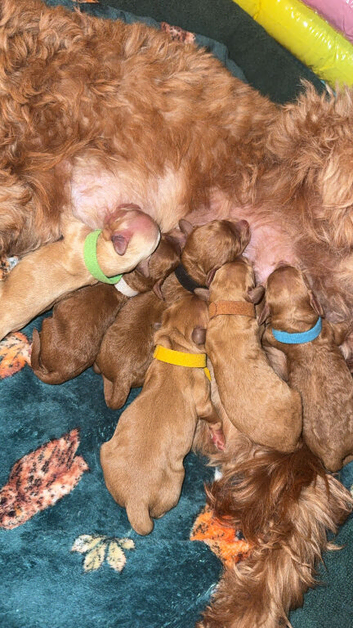 6 Stunning Cockapoo Puppies
