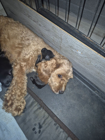 Cavapoo x dashhound