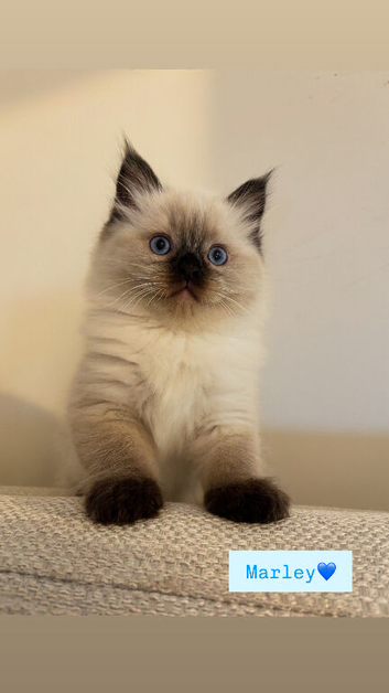 Seal point Ragdoll kittens