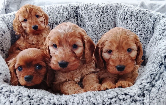 Cavapoo puppies
