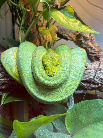 Green Tree Python (Jayapura)