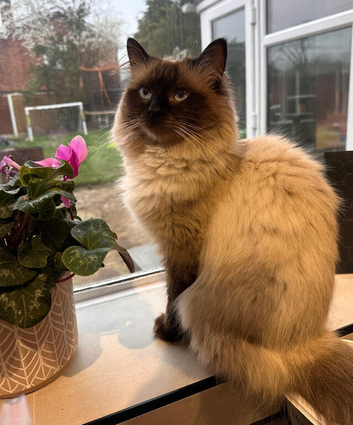 Beautiful Ragdolls