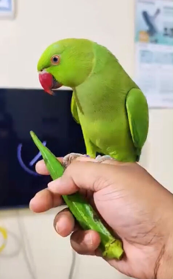 My baby tamed ring neck talking parrot