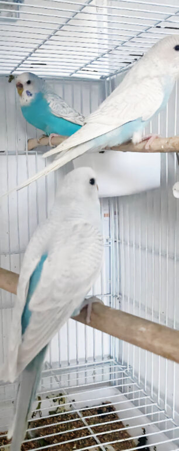 White and blue Budgies