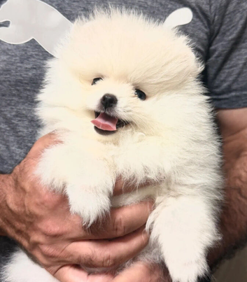 Beautiful Pomeranian puppies