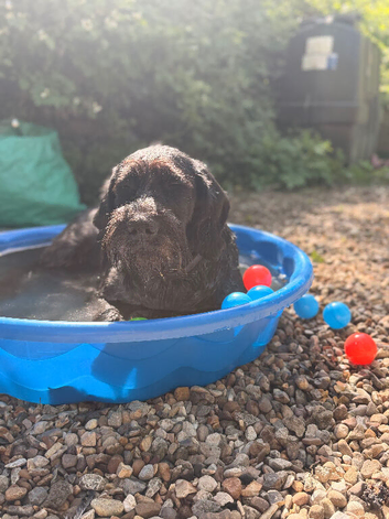 Perfect family dog