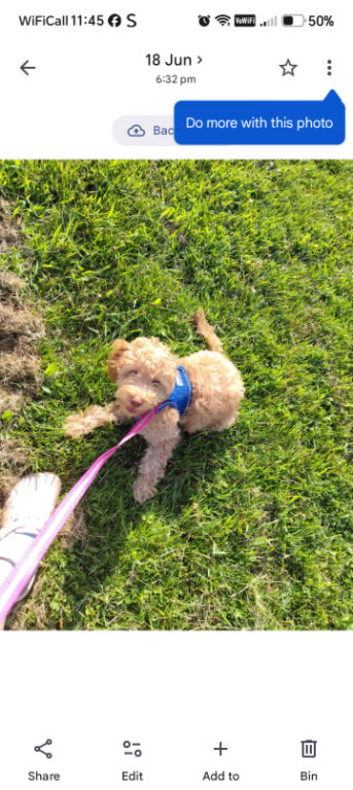 Cockapoo