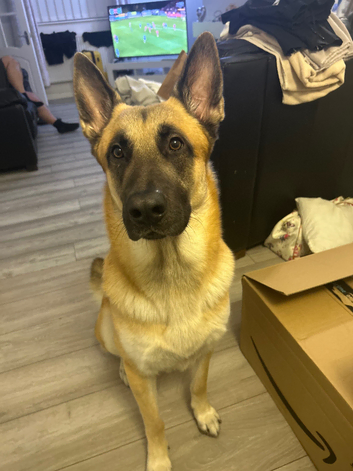 He's half malinios and half working line gsd