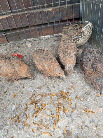 Quail