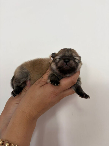 Pomeranian puppies