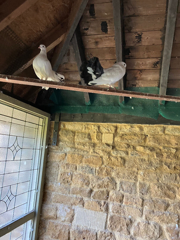 Beautiful Fantail dove pure White and some wth black tail feathers .