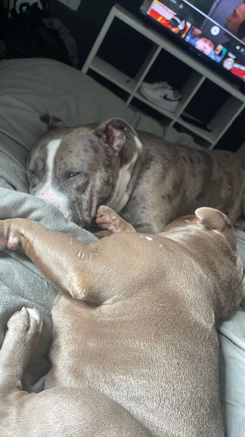 Mix breed