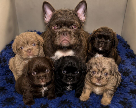 Fluffy French Floodles