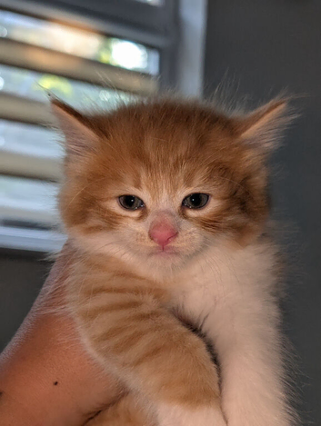 Maine coon cross kittens