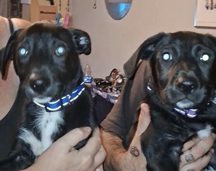 Patterdale X Welsh collie