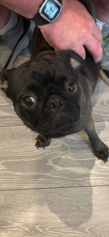 Pure pedigree pug