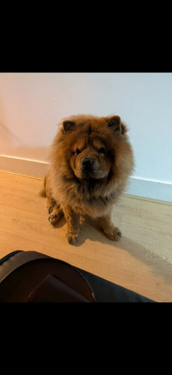 5year old male chow