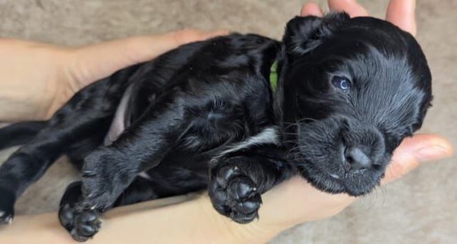 Adorable Cockapoo  - Black,white & Tan