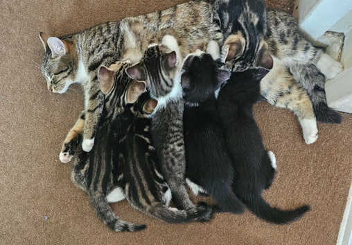 Beautiful Kittens Ready for Loving Homes