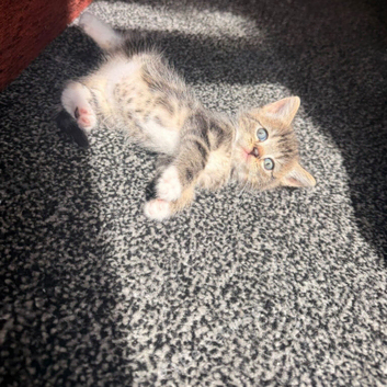 Bengal mix