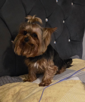 Stud Yorkshire Terrier