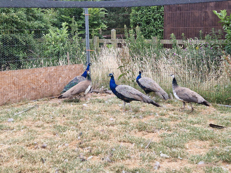 India blue peafowl