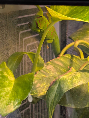 Female giant day gecko