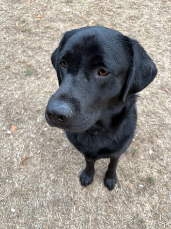 Beautiful Loving Black Lab