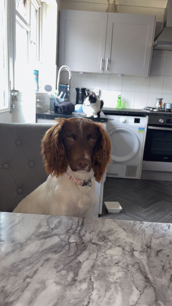 Female cocker