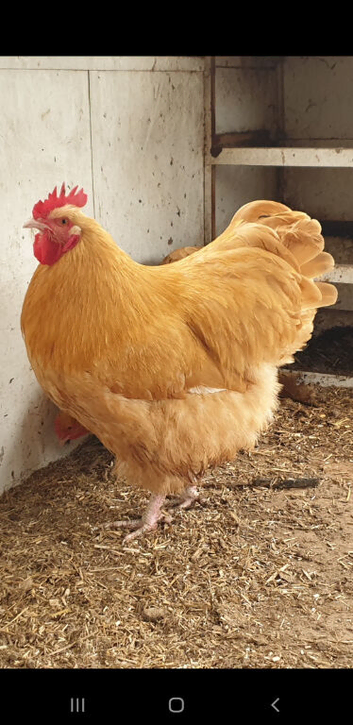 Buff Orpington breeding pair