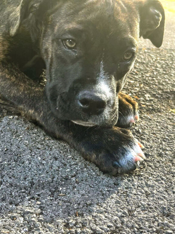 Staffy X Presa Canarie
