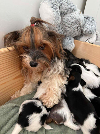 Beautiful Yorkshire Terrier ️