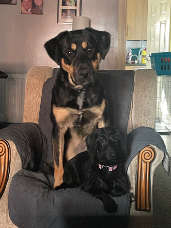 1 year old Alsatian x