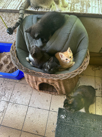Beautiful kittens ready now