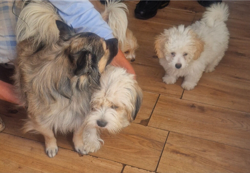 Puppies