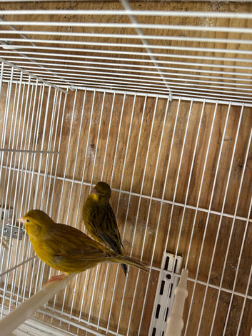 Breeding pairs of canaries for sale