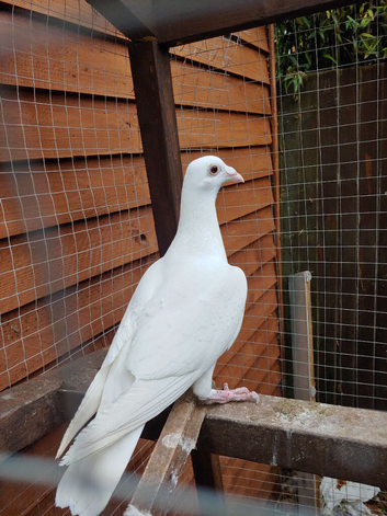White Logan Hen &ndash; 6 Months Old