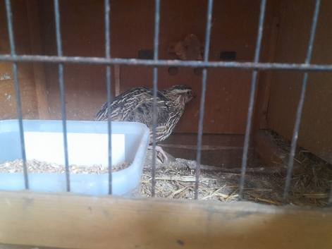 Free Male Quail