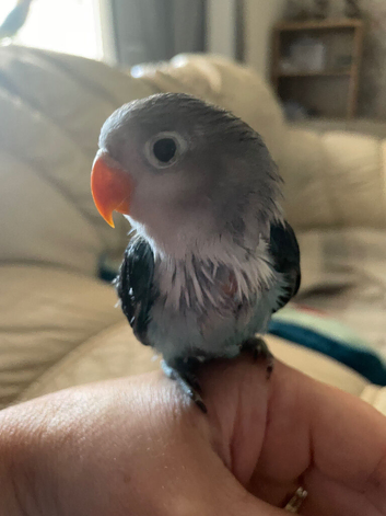 Beautiful hand tamed baby lovebird