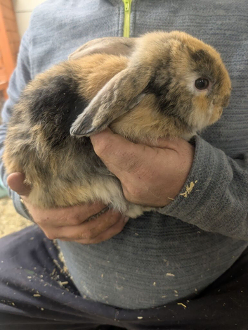 20 Week Old Mini Lop Bunnies