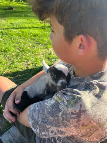 Pygmy goats