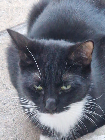 One cat