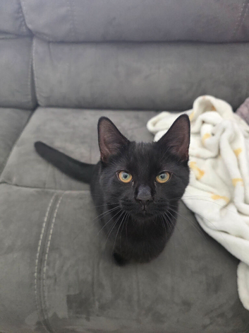 Black Beautiful Natured Kitten (Ready To Go)