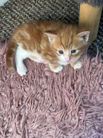 Fluffy cute kittens