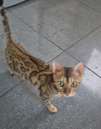 Bengal female tica registered