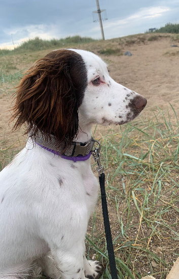 Liver and White 10 month old female Cocker Spaniel