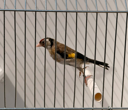 Males goldfinches available