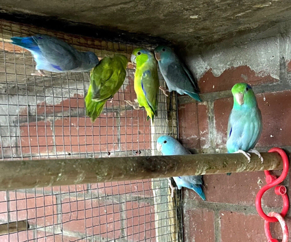 Lovebirds cocktails parrotlets